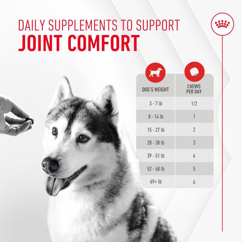 Royal Canin Adult Joint Chewable Supplements for Dogs, 60 Soft Chews