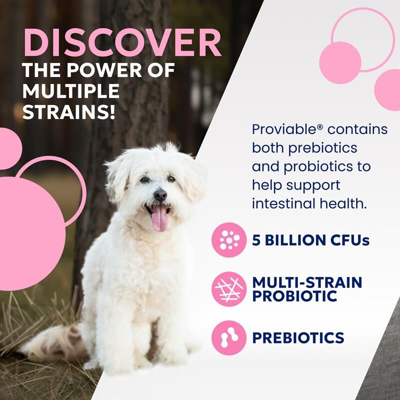 Proviable-DC Digestive Health Supplement for Dogs, 60 Chewable Tablets