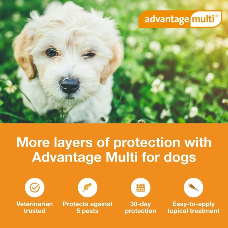 Advantage Multi for Dogs 3-9 lbs Green, 1 Month Supply