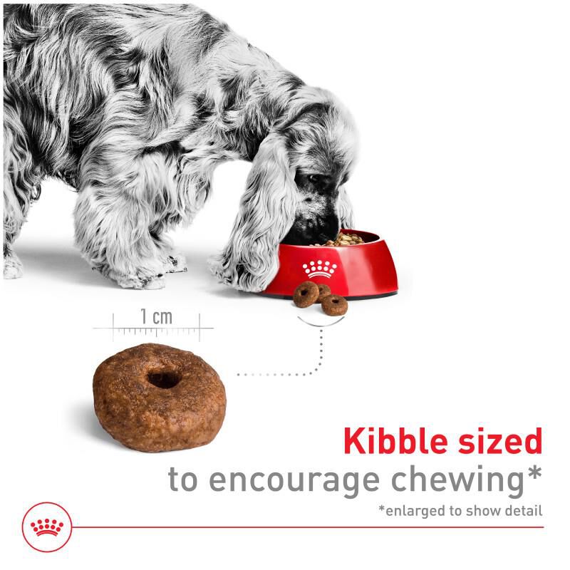 Royal Canin Size Health Nutrition Medium Aging 10+ Dry Dog Food, 30 lb bag