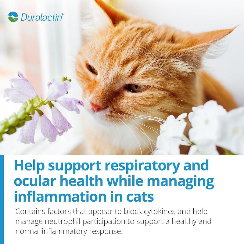Order Duralactin Feline LLysine 32.5 mL for cats online
