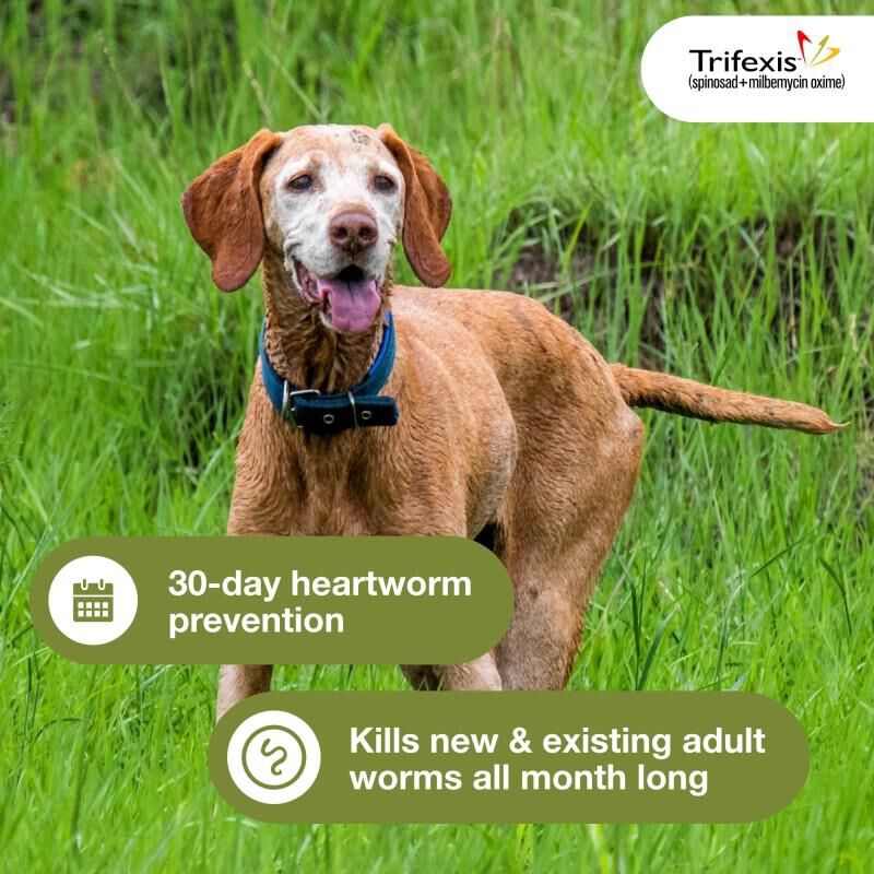 Trifexis not killing fleas discount