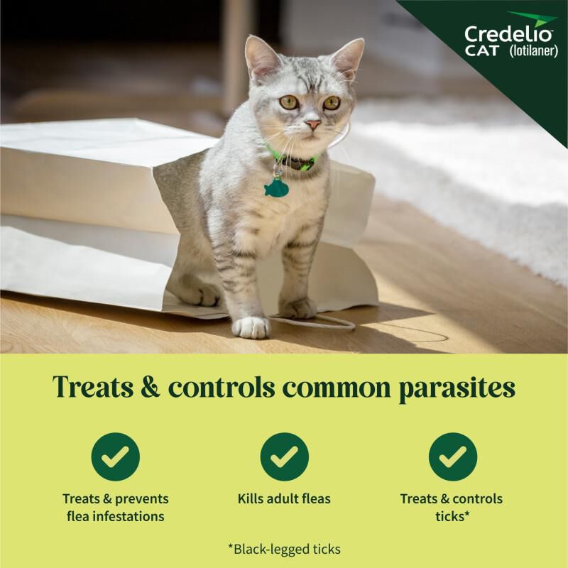 Credelio CAT Flea & Tick Chewable Tablets for Kittens 2.0-4.0 lbs (12 mg) Purple, 1 Month Supply