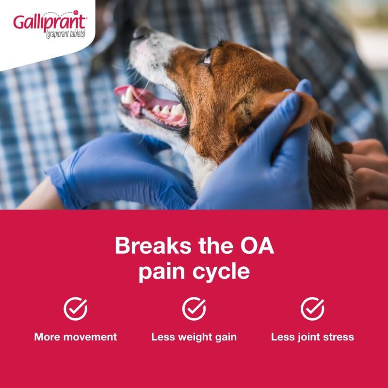Galliprant Tablets for Dogs 100 mg, 90 Ct.
