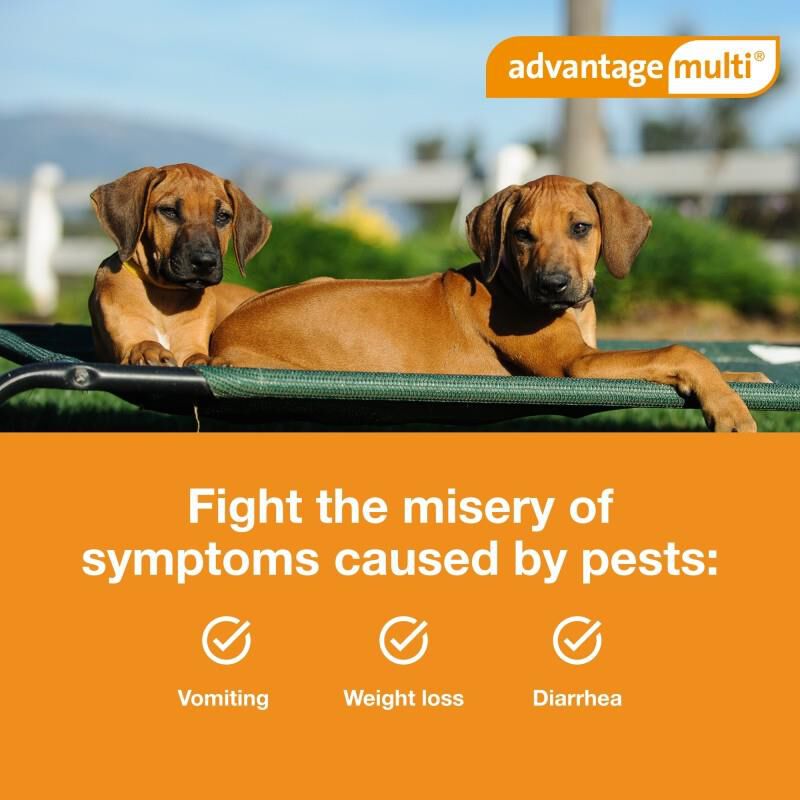 Advantage Multi for Dogs 9.1-20 lbs Teal, 3 Month Supply