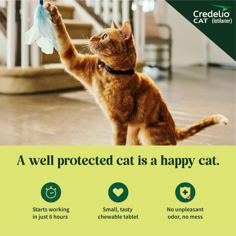 Credelio CAT Flea & Tick Chewable Tablets for Cats and Kittens 4.1-17.0 lbs (48 mg) Aqua, 1 Month Supply