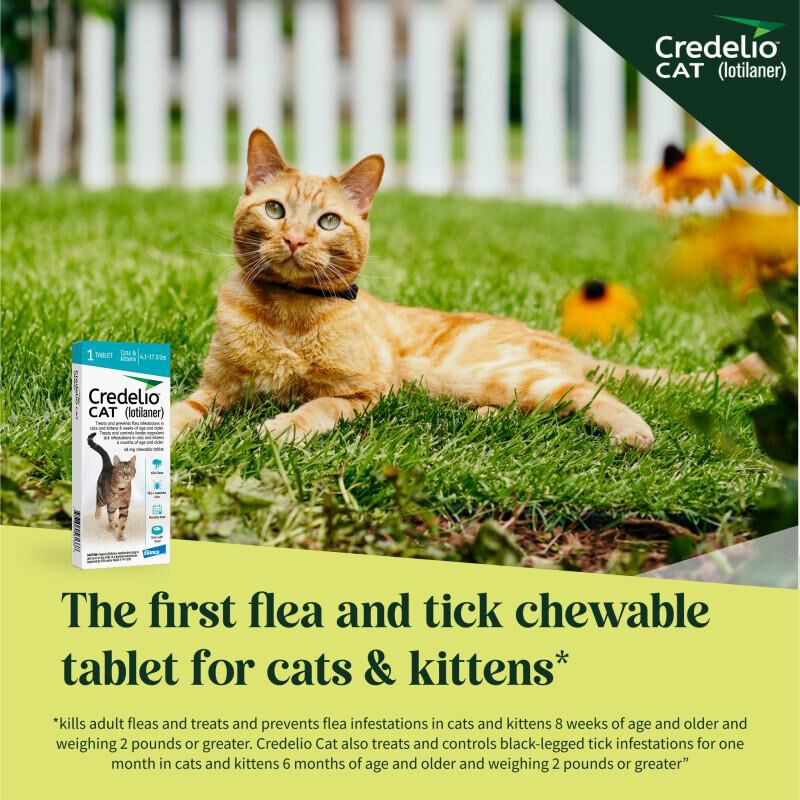 Credelio CAT Flea & Tick Chewable Tablets for Cats and Kittens 4.1-17.0 lbs (48 mg) Aqua, 1 Month Supply