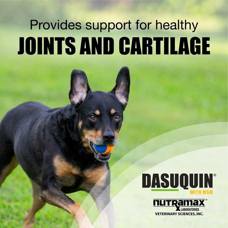 Dasuquin Soft Chews with MSM Large Dogs over 60 lbs 84 Ct.