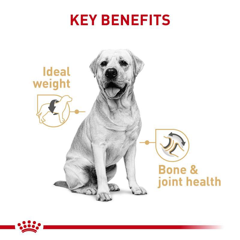 Royal Canin Breed Health Nutrition Labrador Retriever Adult Loaf in Sauce Canned Dog Food, 12 x 13.5 oz cans