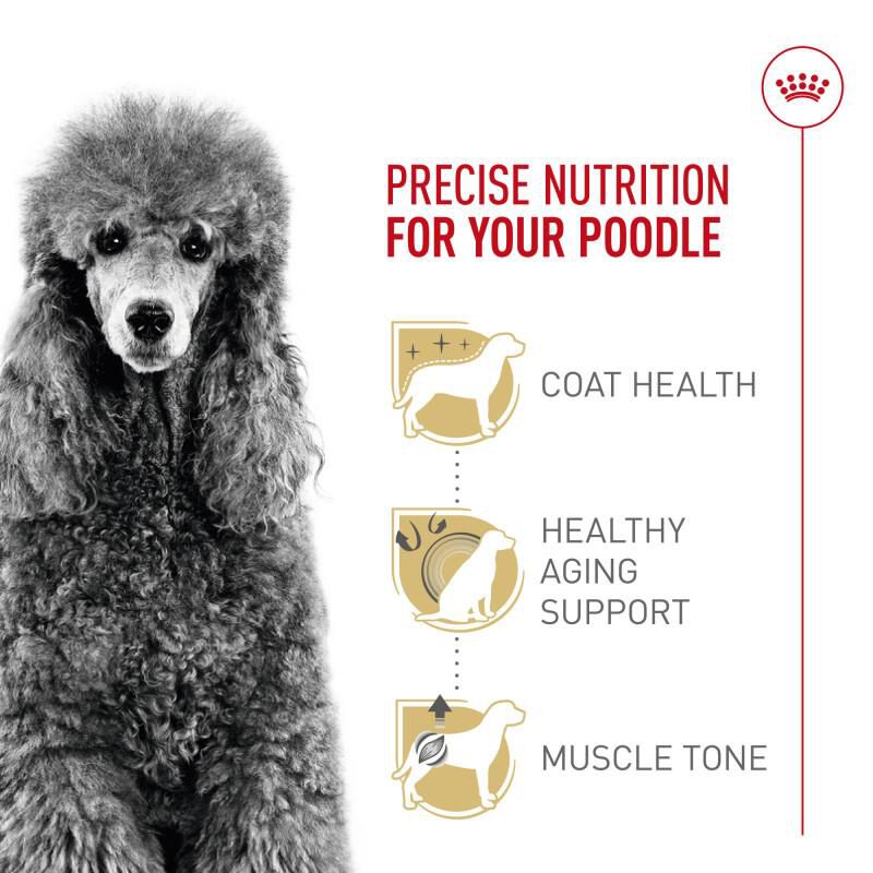 Royal Canin Breed Health Nutrition Poodle Adult Dry Dog Food