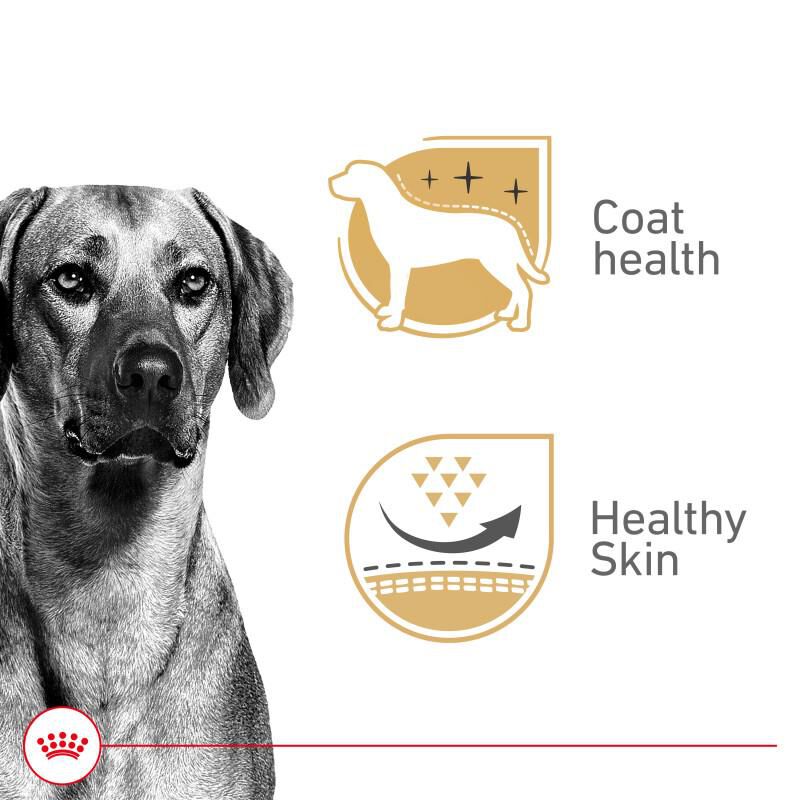 Royal Canin Canine Health Nutrition Adult In Gel Canned Dog Food, 12 x 13.5 oz cans