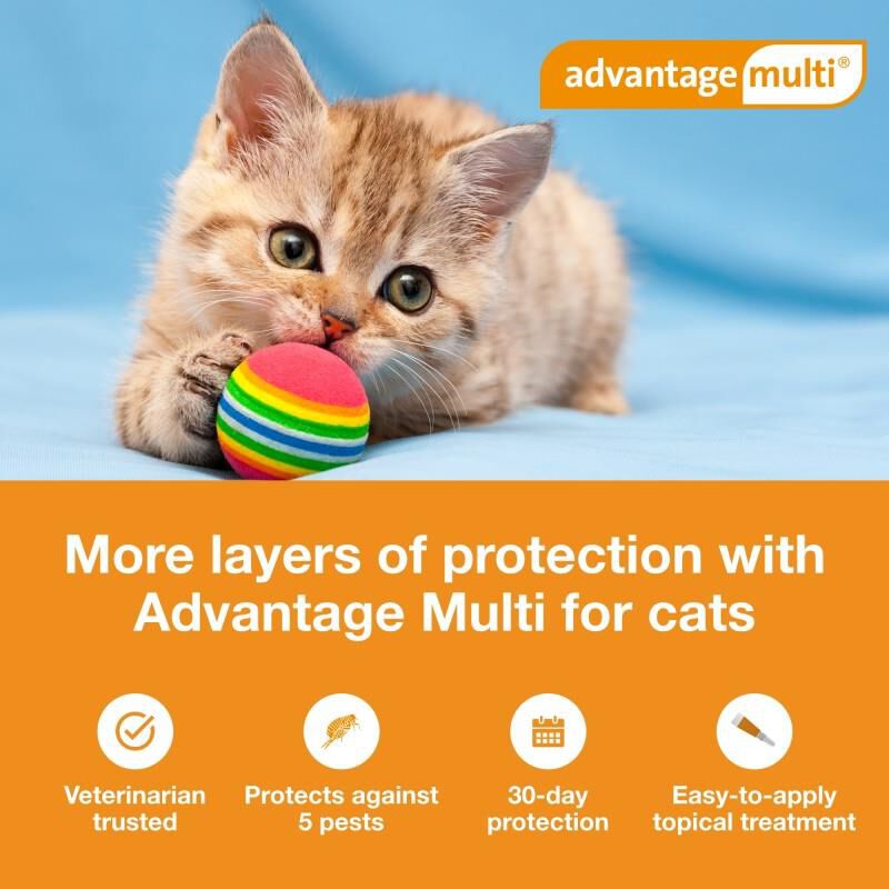 Advantage Multi for Cats 2-5 Lbs Turquoise, 6 Month Supply