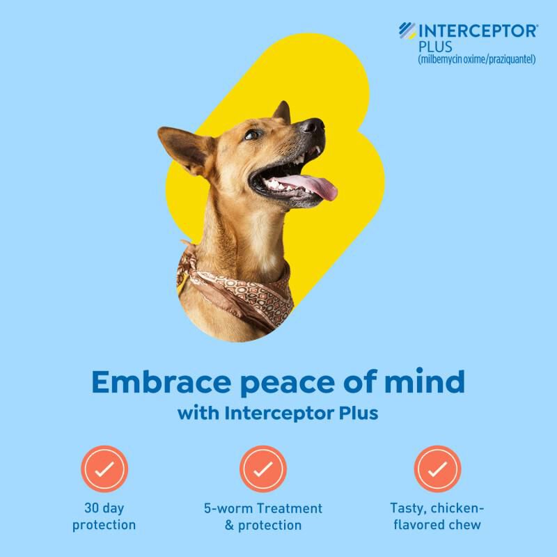 Interceptor Plus Chewable Tablets for Dogs 50.1-100 lbs Blue, 6 Month Supply