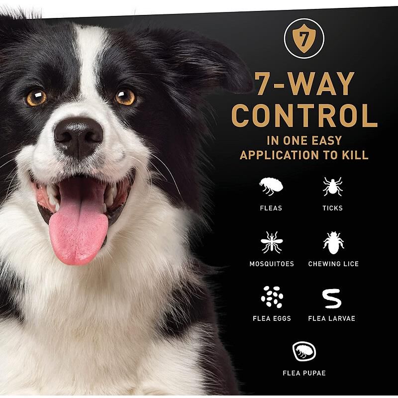 Border collie flea and tick control shop