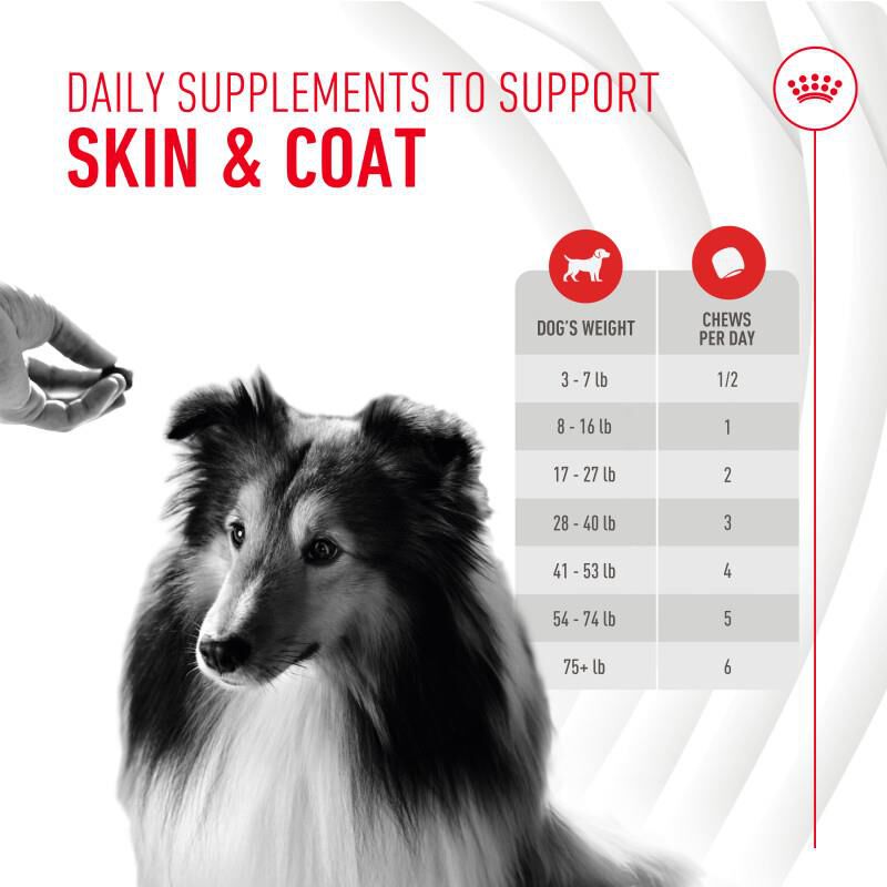 Royal Canin Adult Skin & Coat Chewable Supplements for Dogs, 60 Soft Chews