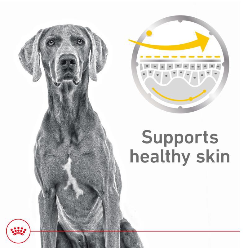 Royal Canin Canine Care Nutrition Adult Sensitive Skin Care Loaf in Sauce Canned Dog Food, 12 x 13.5 oz cans