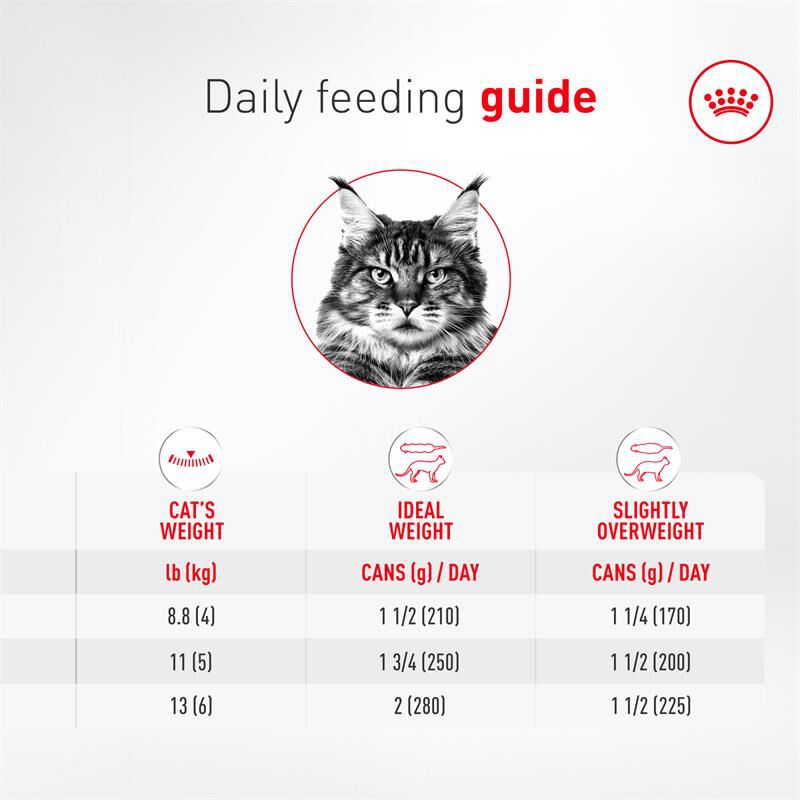 Royal Canin Health Nutrition Aging 11+ Senior Ultra Soft Mousse in Sauce Cat Food, 24 x 5.1 oz cans