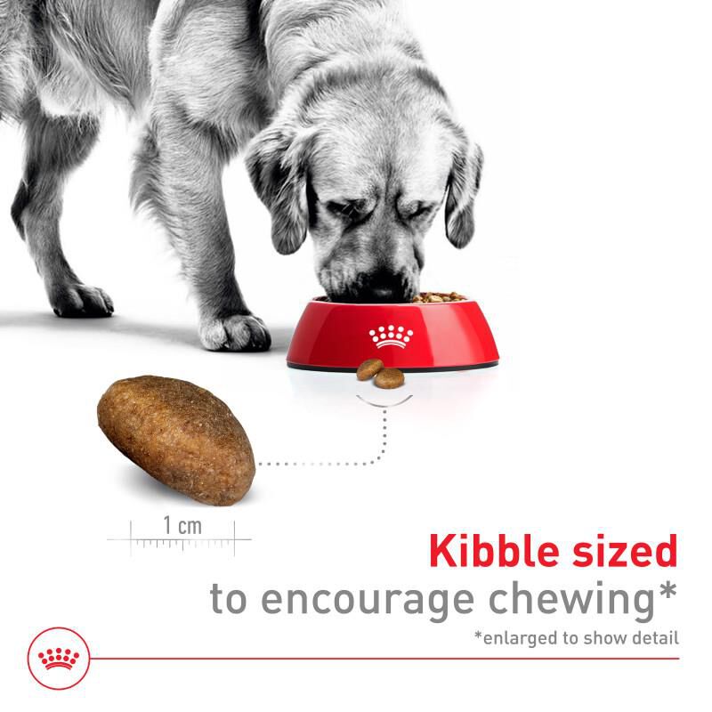 Royal Canin Size Health Nutrition Large Adult Dry Dog Food