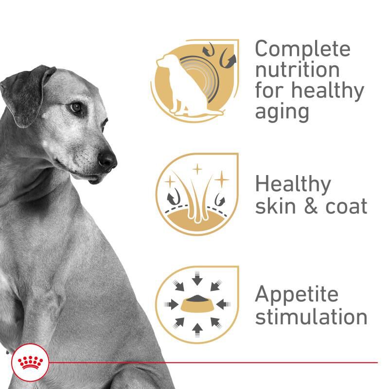 Royal Canin Canine Health Nutrition Mature Adult In Gel Canned Dog Food, 12 x 13.5 oz cans