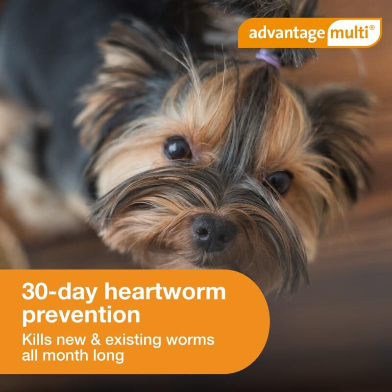 Advantage Multi for Dogs 3-9 lbs Green, 3 Month Supply