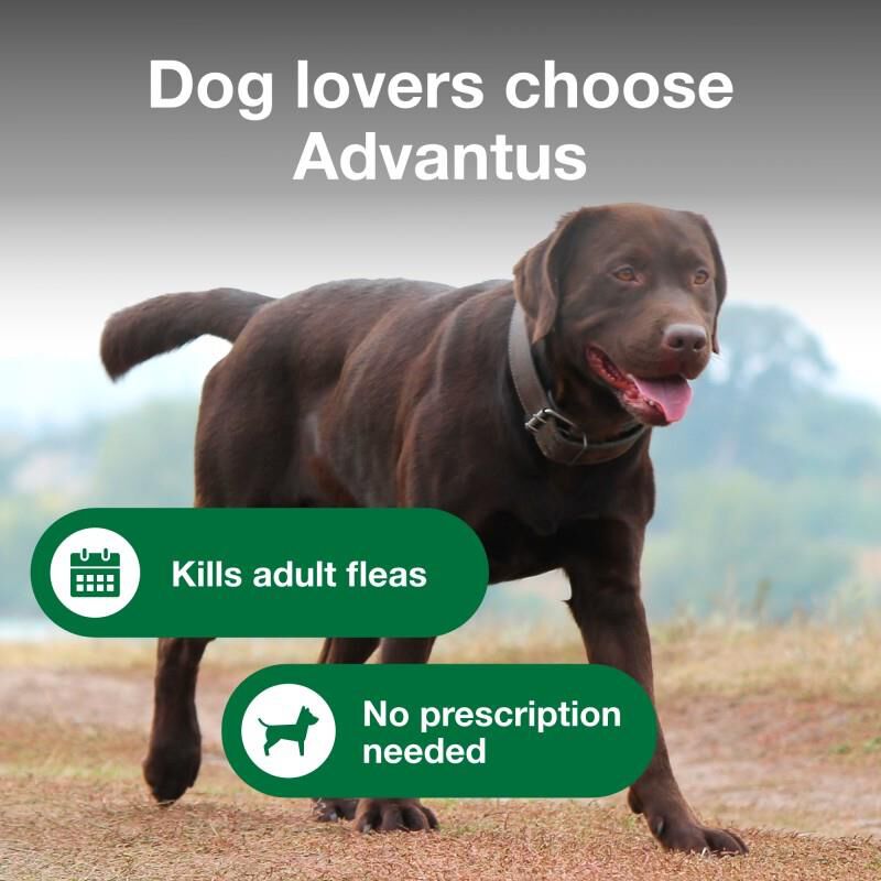 Advantus Oral Flea Treatment Soft Chews for Dogs, 37.5 mg for Large Dogs (23-110 lbs) 7 Ct.