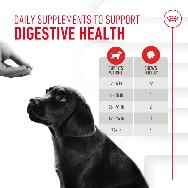 Royal Canin Puppy Digestive & Immune Health Chewable Supplements, 60 Soft Chews