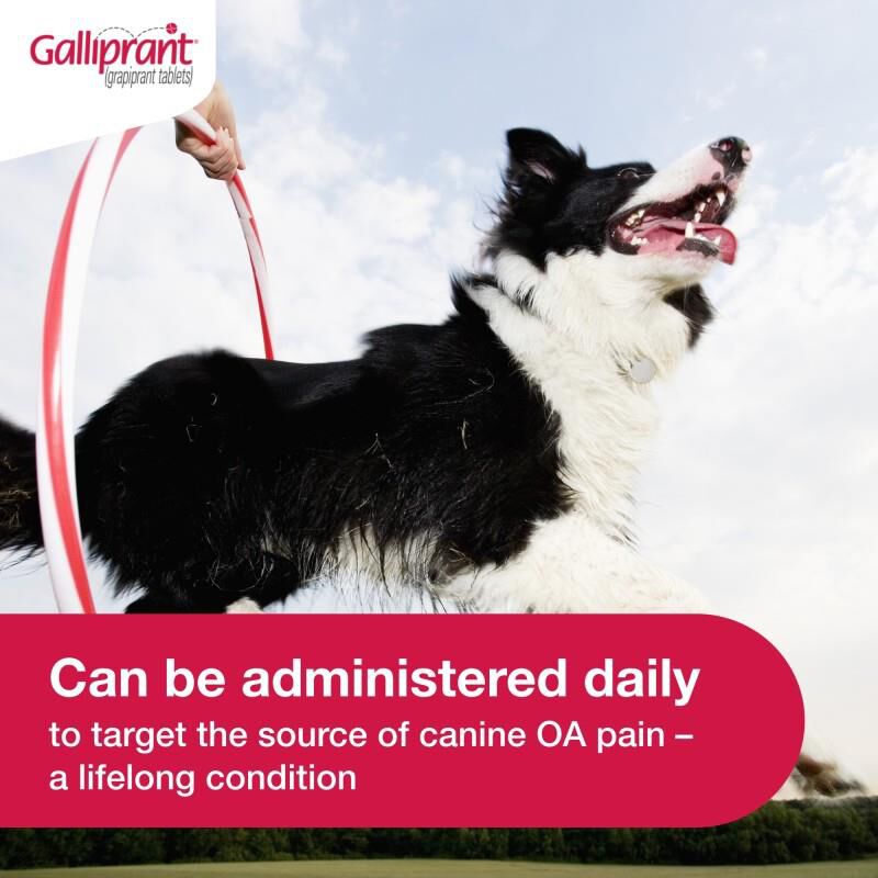 Galliprant Tablets for Dogs 100 mg, 90 Ct.