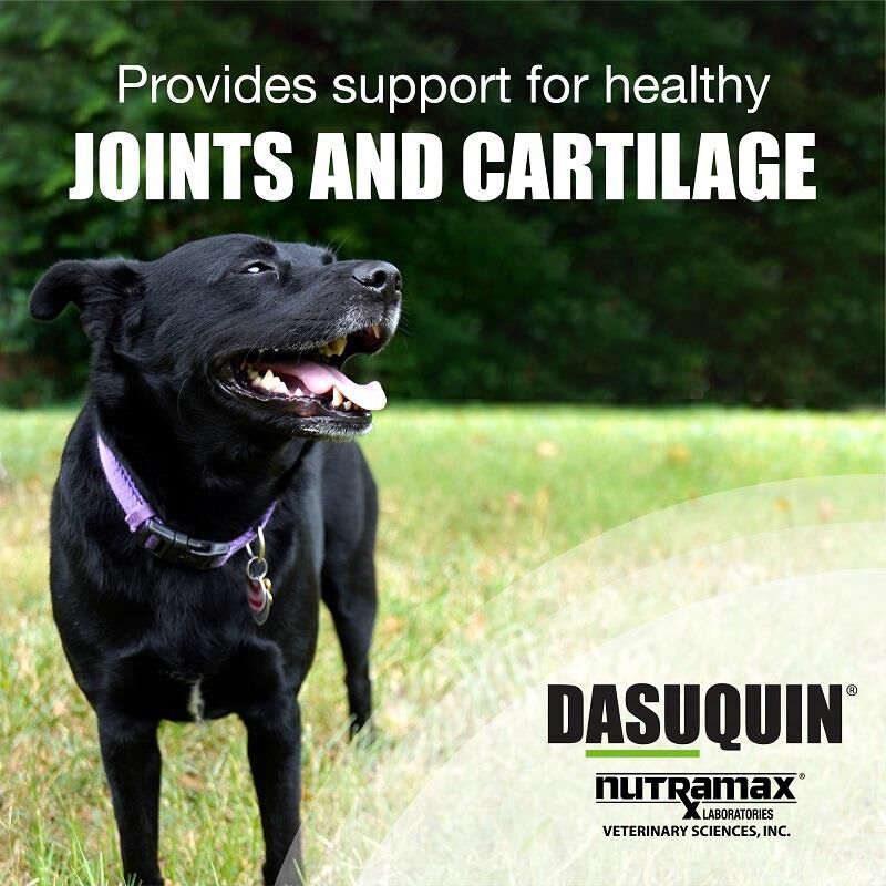 Dasuquin Soft Chews Large Dogs over 60 lbs 150 Ct.