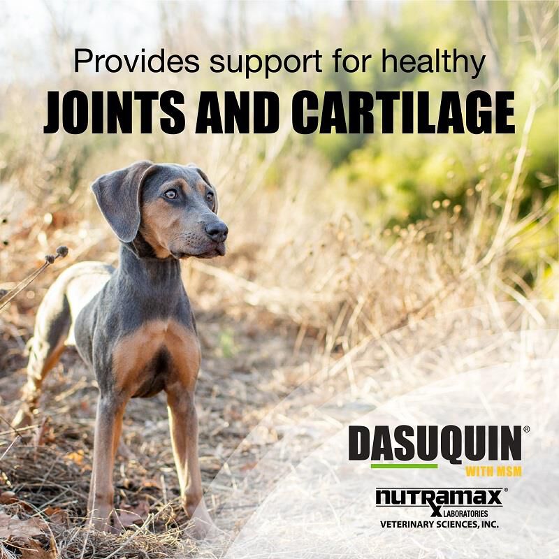 Dasuquin With MSM Small & Med. Dogs 84 Ct.