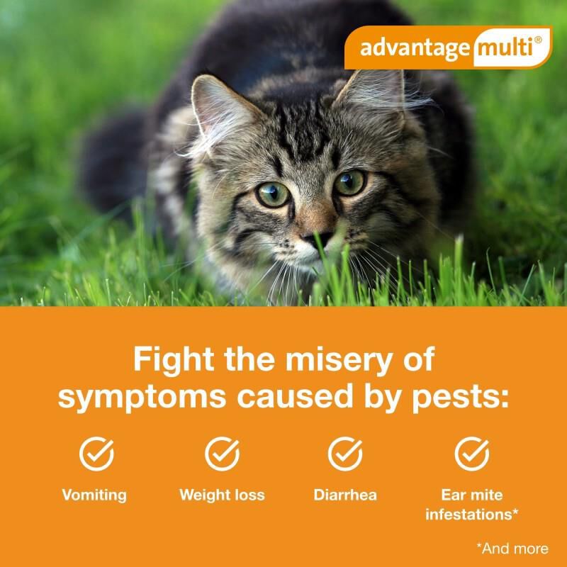 Advantage Multi for Cats 5.1-9 lbs Orange, 3 Month Supply