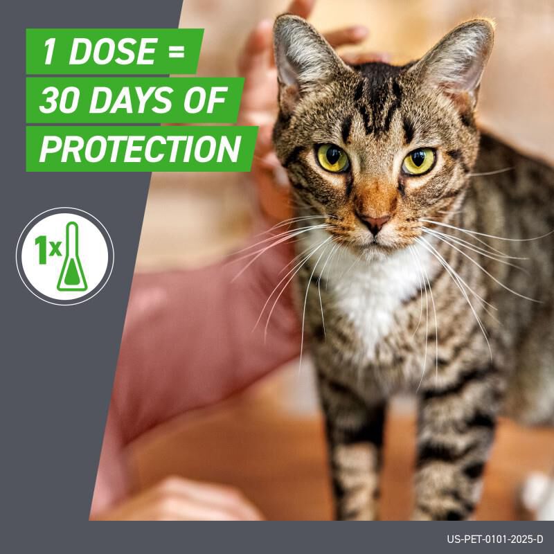 Frontline Plus for Cats 6 Month Supply