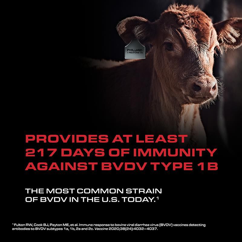 Pyramid 5 + Presponse SQ Cattle Vaccine