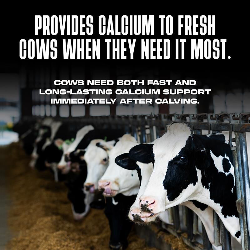 Bovikalc Oral Calcium Boluses for Fresh Dairy Cows
