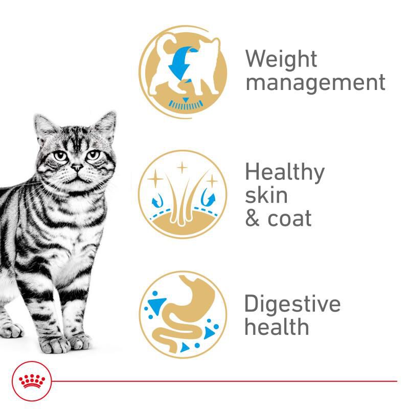 Royal Canin Feline Breed Nutrition American Shorthair Adult Dry Cat Food, 5.5 lb bag