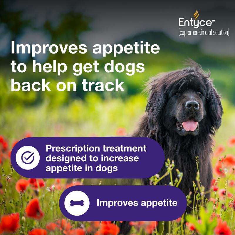 Entyce 30 mg/ml Capromorelin Oral Solution for Dogs, 10 ml bottle w/1 ml dosing syringe