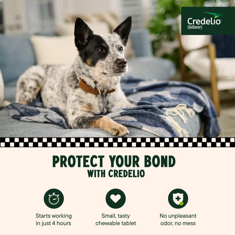 Credelio Flea & Tick Chewable Tablets for Dogs & Puppies 25.1-50 lbs (450 mg) Green 1 Month Supply