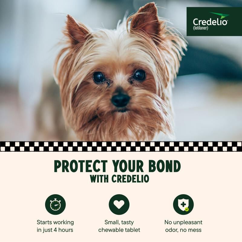 Credelio Flea & Tick Chewable Tablets for Dogs & Puppies 4.4-6 lbs (56.25 mg) Yellow 6 Month Supply