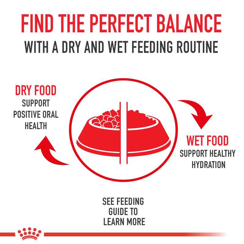 Royal Canin Veterinary Diet Adult Multifunction Urinary SO + Satiety + Calm Loaf in Sauce Canned Cat Food, 24 x 5.1 oz cans