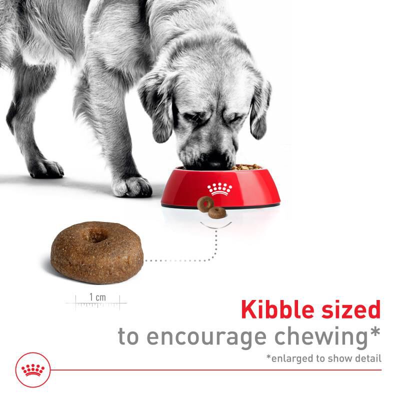 Royal Canin Size Health Nutrition Large Aging 8+ Adult Dry Dog Food, 30 lb bag