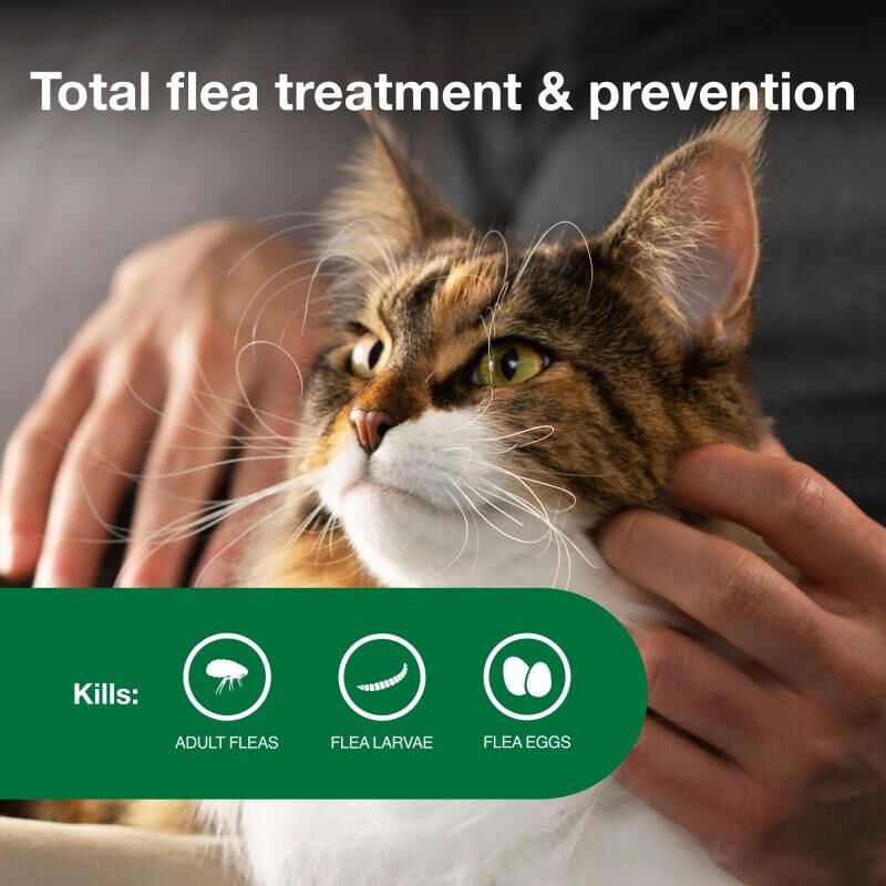 Advantage II Flea Prevention for Large Cats, 6 Monthly Treatments