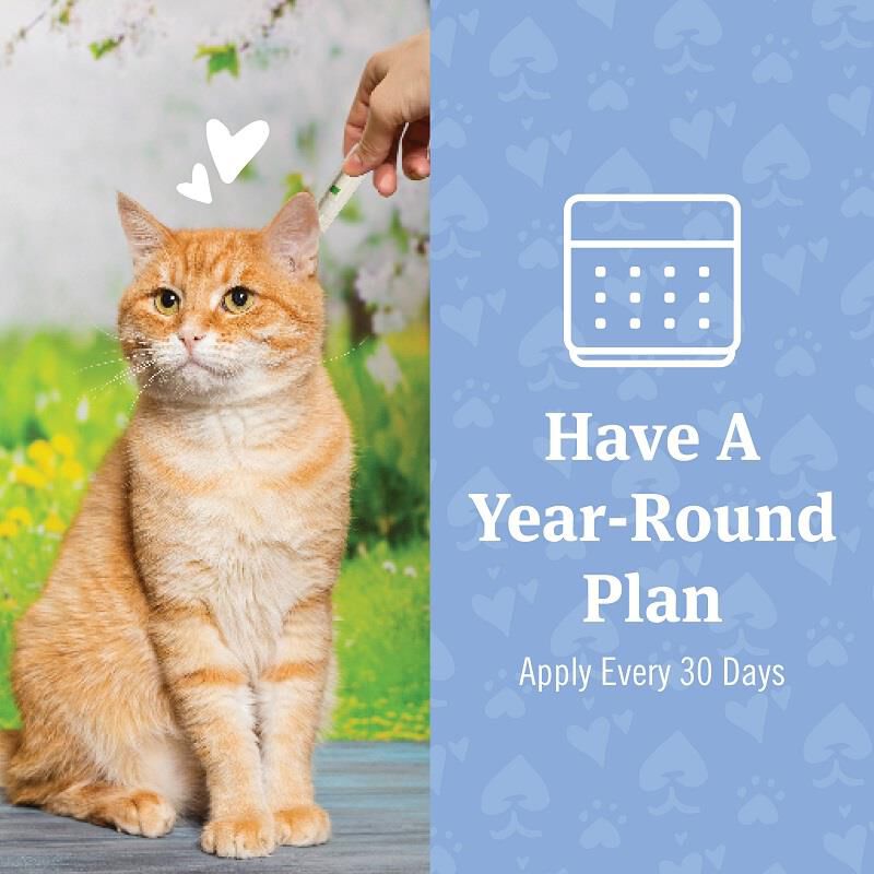 PetArmor Plus for Cats Allivet