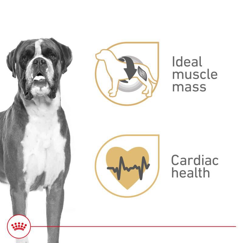 Royal Canin Breed Health Nutrition Boxer Adult Loaf in Sauce Canned Dog Food, 12 x 13.5 oz cans