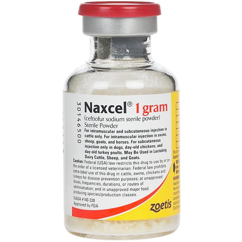 NAXCEL Equine Antibiotic For Horses Allivet