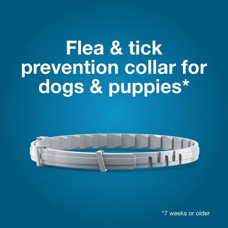 Seresto Flea and Tick Prevention Collar for Large Dogs, 8 month flea and tick prevention