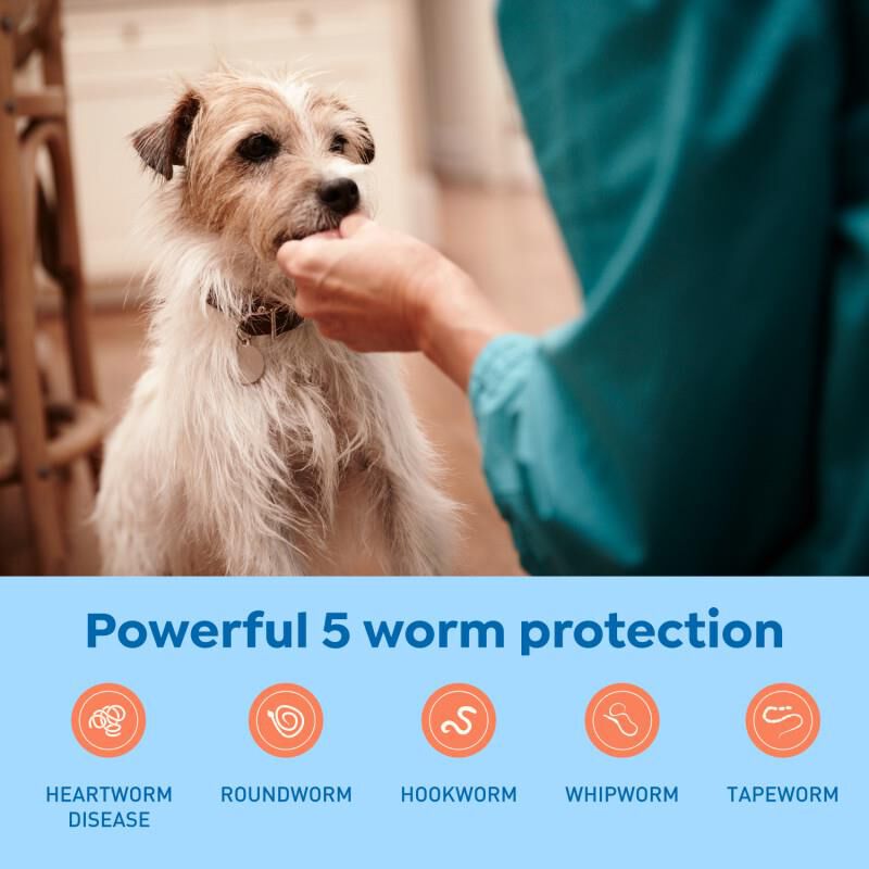 Interceptor Plus Chewable Tablets for Dogs 8.1-25 lbs Green, 6 Month Supply