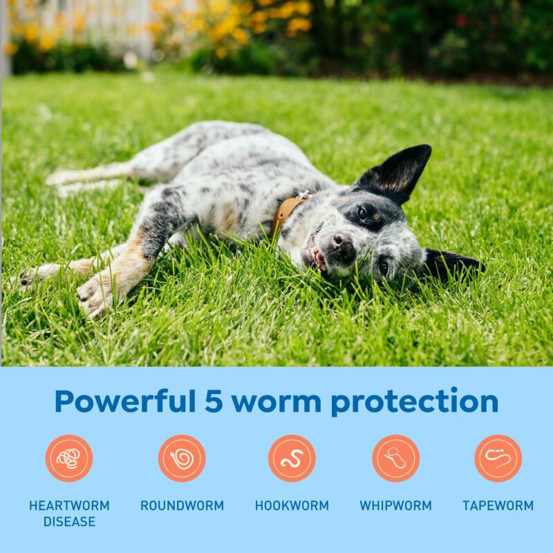 Interceptor Plus Chewable Tablets for Dogs 25.1-50 lbs Yellow, 12 Month Supply