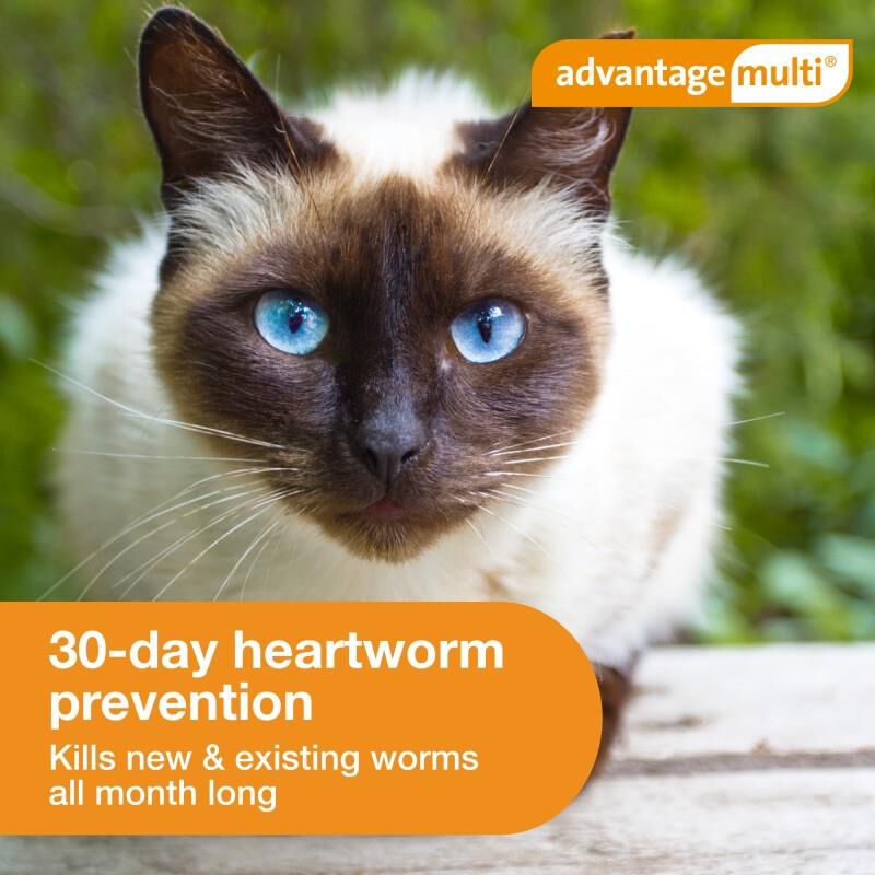 Advantage Multi for Cats 9.1-18 lbs Purple, 1 Month Supply