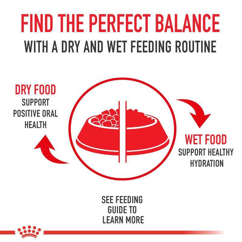 Royal Canin Veterinary Diet Adult Renal Support D Thin Slices in Gravy Canned Cat Food, 3 oz cans