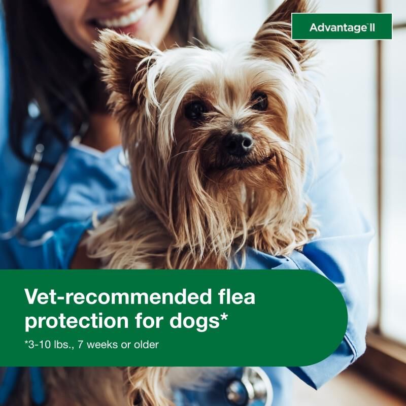 Advantage II Flea Prevention for Small Dogs, 4 monthly treatments