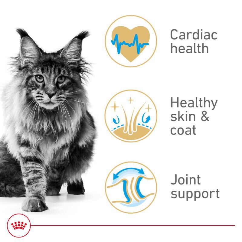 Royal Canin Feline Breed Nutrition Maine Coon Adult Dry Cat Food